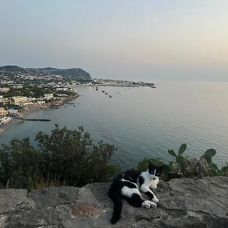 Clara Ischia Piscina Riscaldata E Idromassaggio Villa Lacco Ameno (Isola d'Ischia)